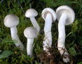 Hygrophorus agathosmus